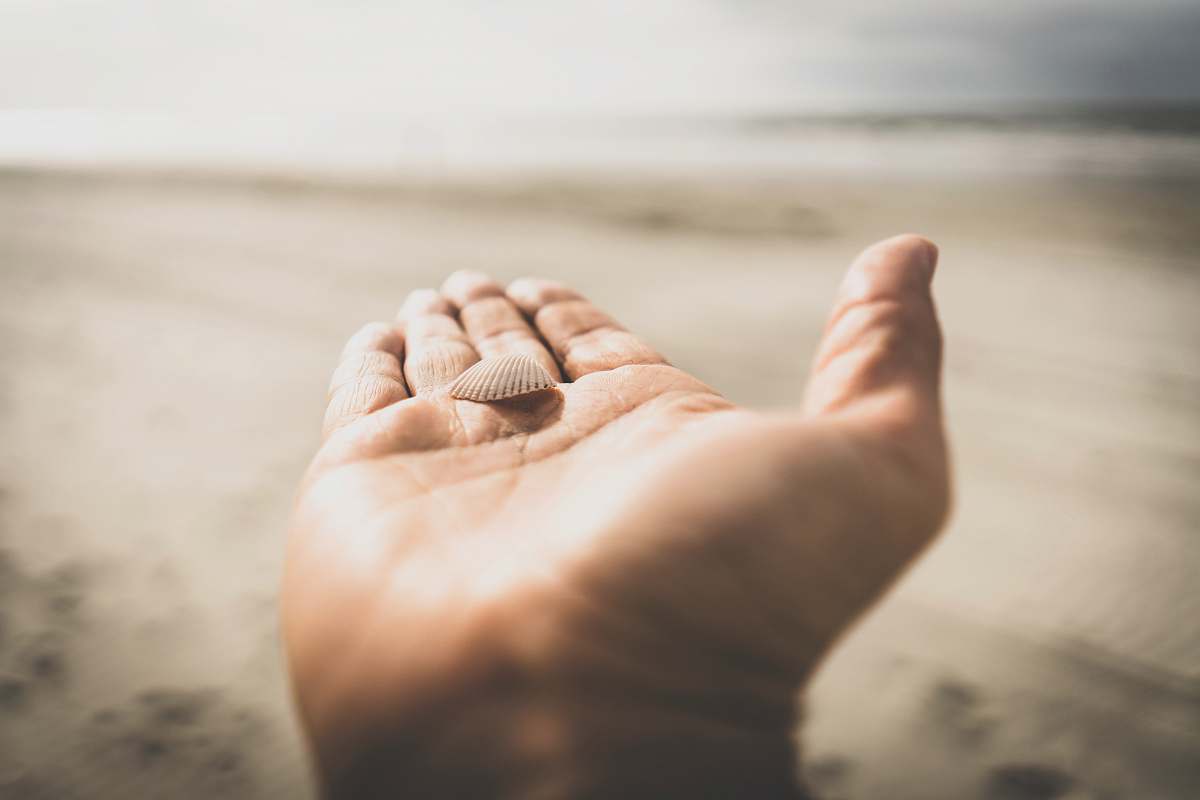 kiawah island white clamshell on left human palm united states